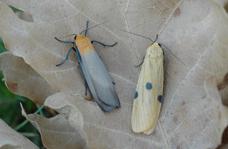 Vierpunkt-Flechtenbärchen ( Lithosia quadra) - © Leo Kuzmits